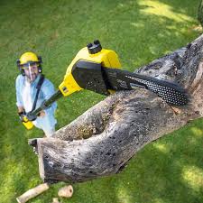 Best Arborist Consultation Services  in St Johns, AZ